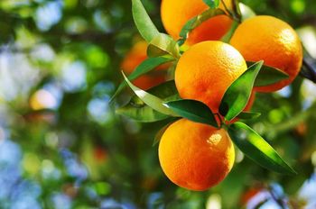 Orange from Holafruit Orange – product photo, Oranges products found from trusted suppliers, wholesalers, manufacturers & exporters Listing