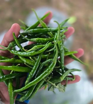 Green chilli - Samim - India