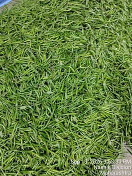 Green chilli - BLACKPEARL EXPORTS - India