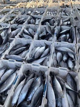 Board Frozen Seafood Bonito Fish 200-300g for Market - VERTEX TRADING LIMITED - United Kingdom