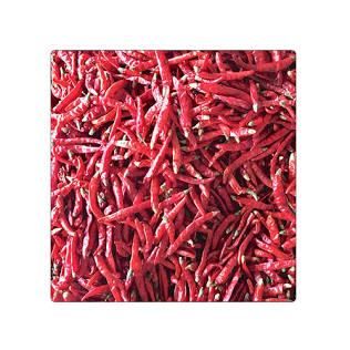 Dried Whole Red Chilli S17 Teja Stemless - REVDIX EXIM LLP - India