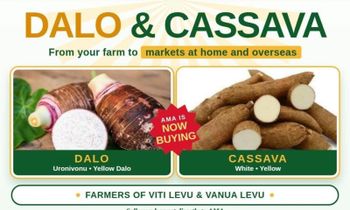 froze cassava and taro – product photo, Frozen Dried Fruit products found from trusted suppliers, wholesalers, manufacturers & exporters Listing