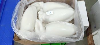 FROZEN CLEANED CUTTLEFISH Organic No Origin Other Freshness Level Frozen Catch Method Wild-Caught - Seahawkfoods india  - India