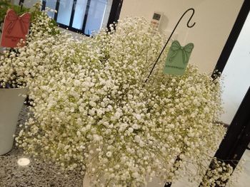 Fresh cut flowers - https://lenanablooms.com/ - Kenya