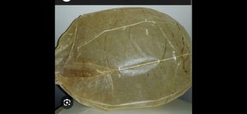 Natural beef casings, bllader, fetend, bungs Particle Size Range 35/40mm To 50/55mm - India - India