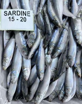Sardine fish - Jayesh Pithadiya - India