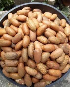 Bitter Kola Nuts Place of Origin - MY COCOA - Cameroon