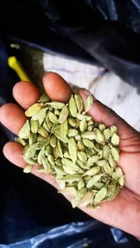 we export CARDAMON from Tanzania to the world. from ZAN TRADING we export CARDAMON from Tanzania to the world. - ZAN TRADING - United Arab Emirates