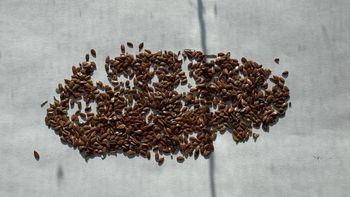 Premium Kazakh Brown Flaxseeds (2025 Crop) – CIF Jebel Ali / CIF Mersin Delivery - ExAlem - Russian Federation