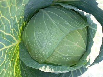 Fresh cabbage from BF GLOBAL TRADING (PTY) LTD Fresh cabbage - BF GLOBAL TRADING (PTY) LTD - South Africa