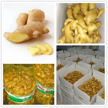 Fresh Ginger Buyer Dried Ginger Origin Netherlands Shelf Life 2 YEARS Color Natural Yellow Place of Origin THAILAND Transport Temperature 7-13℃ -  DAEWKAEW PANTAMANG Co., Ltd - Thailand