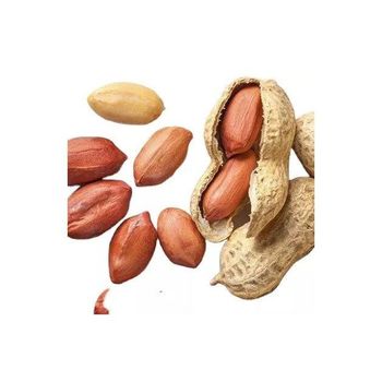 Fast delivery Peanuts bulk supply wholesale premium fresh stock - MASI TRADING GMBH - Germany