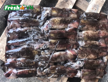 Frozen Black Squid Size 10-15 Color Black Quality High Origin Vietnam Port Cat Lai Port Freshness Level Frozen Packaging 10kgs/carton - SEAFOOD VIET NAM AGENT - Vietnam