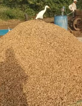 Peanuts - Gurukrupa enterprise - India