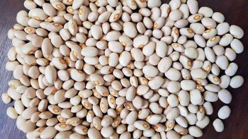 Cream Beans from Growlentis Enterprise Limited Cream Beans - Growlentis Enterprise Limited - Kenya