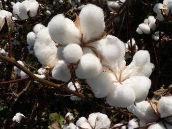 High Quality Organic Raw Cotton (Bleached)-Eco-Friendly & Anti-Bacteria for Spinning and Filling Material Use - AGRONOVA - United States