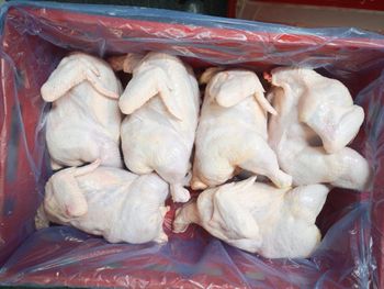 Frozen whole halal chicken  - IN INDUSTRIA E COMERCIO LTDA - Brazil