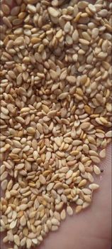 Sesame Seeds Purity 99% Origin Egypt Season Aug - Sep Availability Whole Year Variety Golden (camel Tail) Packing 10 Kg (other Packing On - AlMahmoud for import export - Egypt