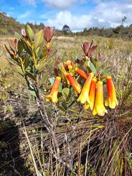 Rhododendron Brassii Sleumer - Papuan Plant - Indonesia