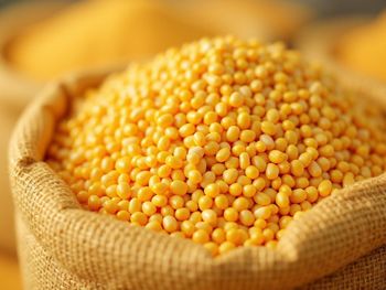 Maize & Grains - Savannah Source Global Trade Ltd - Kenya