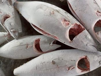 FROZEN TUNA BONITO Texture Frozen Form Frozen Seafood Taste Superior Taste Shelf Life 24 MONTHS Processing Type WILD CAUGHT, IQF, IWP - Sindo Industrial Co Ltd - China