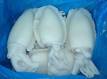 Cuttlefish - Haider Enterprises - Pakistan