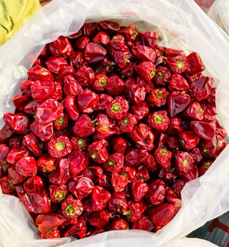 Buy Fresh Red Chilli Peppers – Vibrant, Hot & Export Quality 15kg Reliable Quality Chilli for Global Markets - Sosa Merchant Solutions - Austria