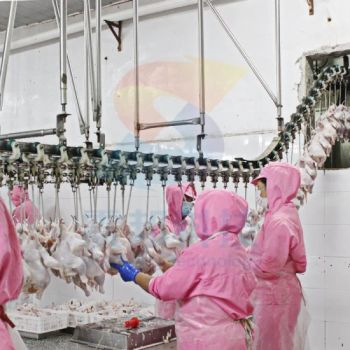 100bph to 13000bph Abattoir Meat Processing Machine Slaughtering Chicken Quail Rabbit Animal Poultry Killing Slaughter Chicken Plucker Machine - Zhenbang (Guangdong) Machinery Technology Co., Ltd. - China