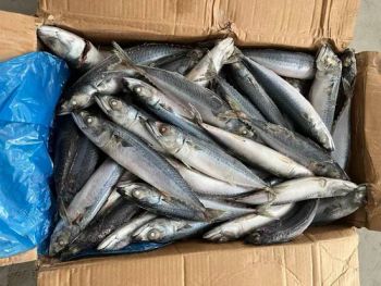 Frozen Pacific Mackerel Fish Frozen Chub Mackerel Pacific Mackerel 100-200g - Shishi Zhengyuan Aquatic Product Science&Technology Development Co., Ltd. - China