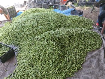 Okra Harvest Frequency Daily Storage Temperature 50-52° - Garza Farms - United States