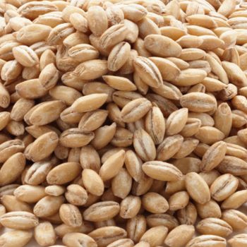 Bulk Barley Grain With Rich Nutrients Premium Barley Grain Ideal For Animal Feed And Food Industry Buyers - AGRO AFRIQUE COMPANY LIMITED - Tanzania