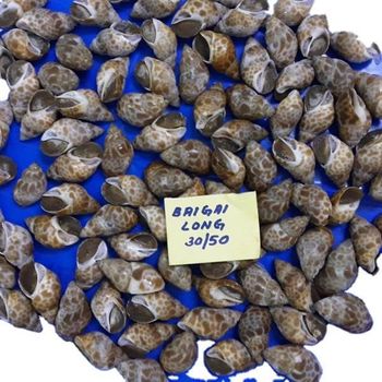 FROZEN BAIGAI WHOLE indian whelk BABYLONIA SPP Content na Style FROZEN Packaging Bag Variety BAIGAI Weight (kg) 20 Ingredients - AMAZE SEAFOOD TRADE - India
