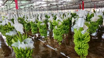 Fresh Cavendish Bananas