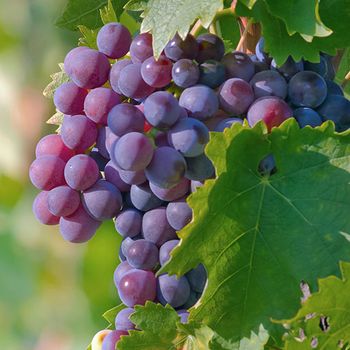 Farm Fresh Grapes – product photo, Fresh Crimson Grapes products found from trusted suppliers, wholesalers, manufacturers & exporters Listing
