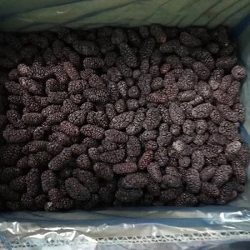 IQF Frozen Kiwi Fruit Dices for Export Style Whole Origin China Type Mulberry Trademark GOGO Standard Grade a HS Code - Jinan Gogo International Trade Co., Ltd. - China