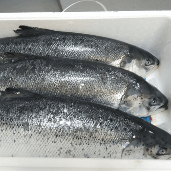 Order High quality wholesale bulk seafood fresh Salmon frozen fish. Food Grade Factory For sale - VERTEX TRADING LIMITED - United Kingdom