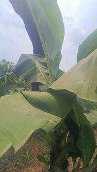 Fresh Banana Leaf Kluthuk and Kepok Variety from Kawruh Ekspor Nusantara Fresh Banana Leaf Kluthuk and Kepok Variety - Kawruh Ekspor Nusantara - Indonesia