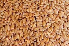 Soft Wheat - AGROTRAKIA INTERNATIONAL TRADE OOD - Bulgaria