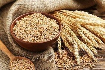 Wheat – product photo, Wheat products found from trusted suppliers, wholesalers, manufacturers & exporters Listing