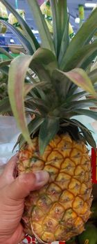 Fresh Pineapple Type Queen Variety Queen Size 1.2-1.5 Kg Origin Sumatera Brix Number 14-16 Texture Juicy And Fresh Packaging Box, 1 box 6-7 pcs - PT. Restu Agro Jaya - Indonesia