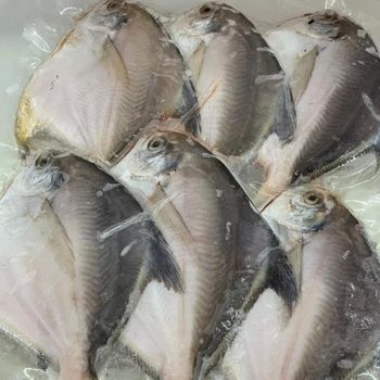 Frozen Silver Pomfret Fish Premium Whole Round Export Quality Seafood For International Food Distribution Markets - TOSOH INTERNATIONAL - South Africa