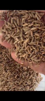 Cumin Seeds - Visani Groups Enterprises - India