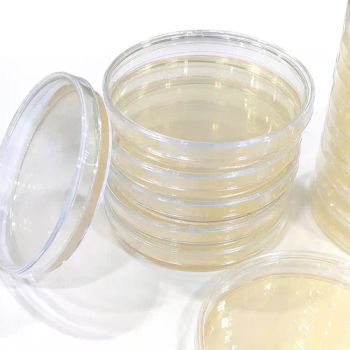 Sterile 90mm Pre-Poured Agar Petri Dishes for Labs Origin China OEM Supported Diameter 60mm Trademark BABIO Material - Jinan Babio Biotechnology Co., Ltd. - China