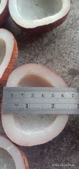 Coconut - Malik Gemelang Indah - Indonesia