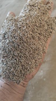Cumin seeds from Raj agri overseas Cumin seeds - Raj agri overseas - India