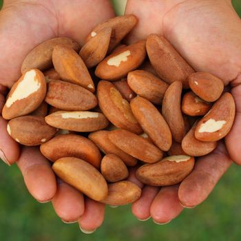 High Quality Organic Brazil Nuts In Shell Form With Careful Drying Process For Wholesale Export Orders - malter group - Tanzania