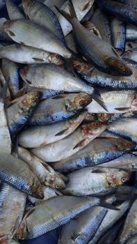 Fresh Wild-Caught Sardine — Premium Quality – product photo, Sardine Fish products found from trusted suppliers, wholesalers, manufacturers & exporters Listing