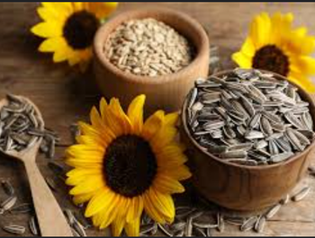 Sunflower seeds in low rate from TRADE NEPAL LLC Sunflower seeds in low rate - TRADE NEPAL LLC - United States