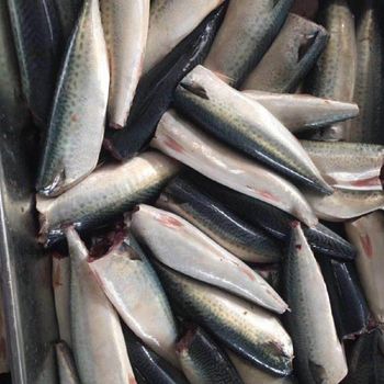 China frozen Pacific mackerel Scomber japonicus supplier whole and HGT from AMAZE SEAFOOD TRADE China frozen Pacific mackerel Scomber japonicus supplier whole and HGT – product photo, Frozen Indian Mackerel products found from trusted suppliers, wholesalers, manufacturers & exporters Listing