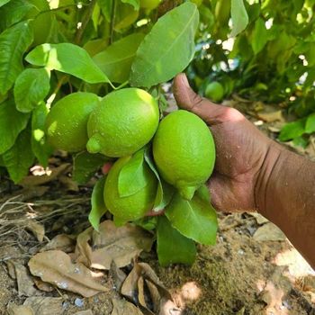 lemon Packaging Standard Pallet Gross Weight 1200 Kg Gross Weight 16 Kg / 8.775 Kg Container Capacity 24 – 25 Tons Net Weight 15 Kg / 8 Kg Or 7.5 Kg - Sma Arabia for international trading - Egypt